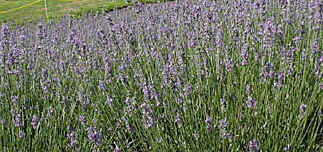lavender.tif (188978 oCg)